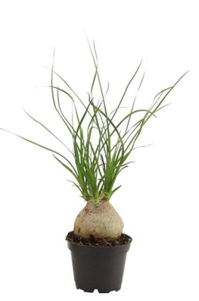 BEAUCARNEA RECURVATA