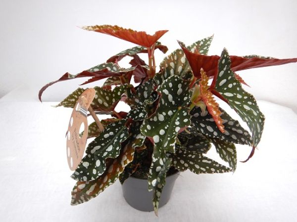 BEGONIA MACULATA