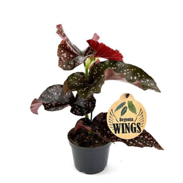BEGONIA MACULATA CRACKLIN ROSE