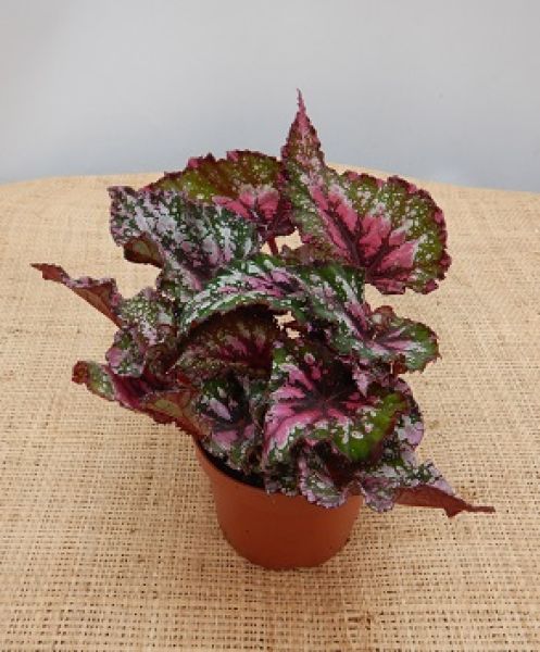 BEGONIA REX ALASKA CREEK