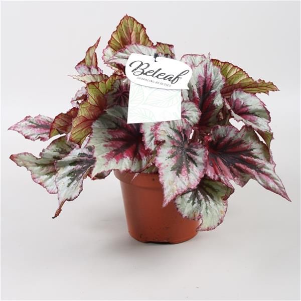 BEGONIA REX  EVENING GLOW