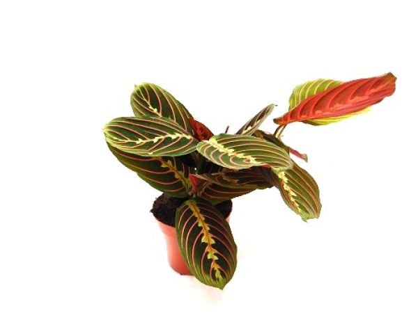 CALATHEA LEUCO. FASCINATOR