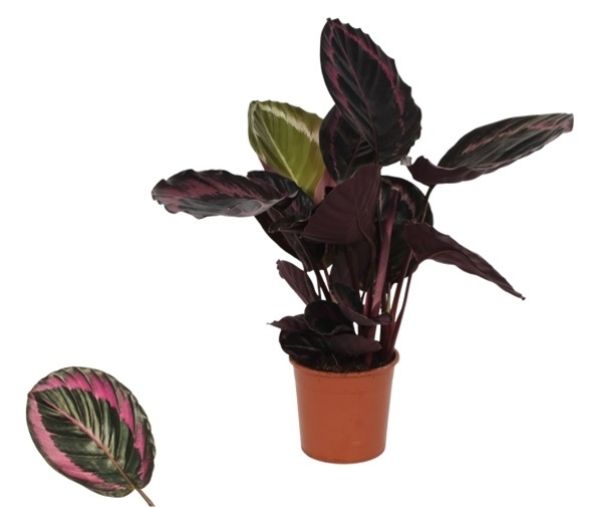 CALATHEA SURPRISESTAR