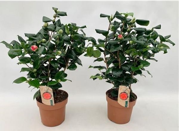 CAMELLIA JAPONICA
