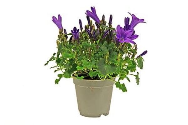 CAMPANULA PORTENSCHLAGIANA