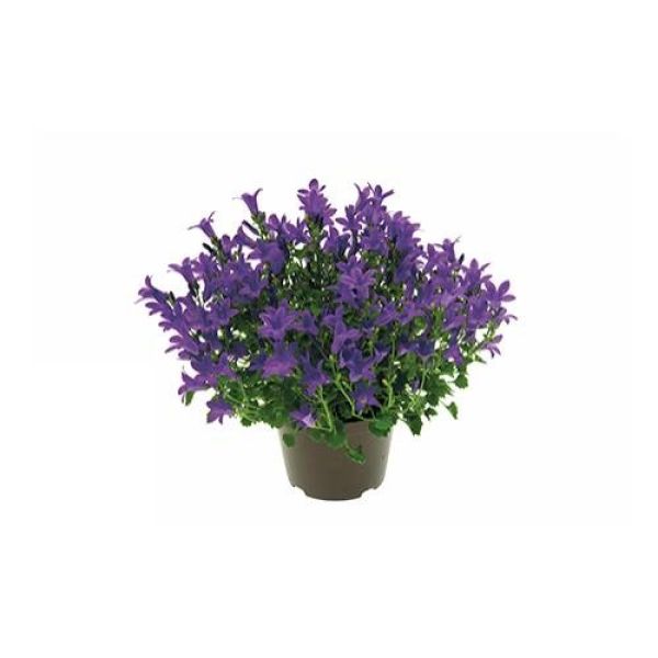 CAMPANULA PORTENSCHLAGIANA