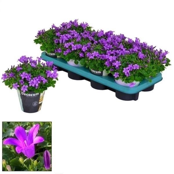 CAMPANULA PORTENSCHLAGIANA