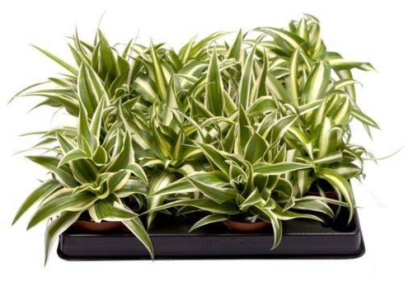 CHLOROPHYTUM COM. MIX