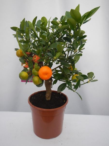 CITRUS CALAMONDIN