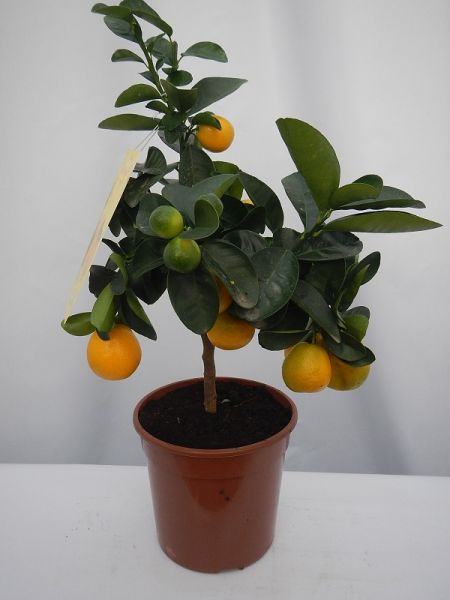 CITRUS FORTUNELLA KUMQUAT
