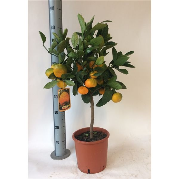 CITRUS LIMA ROSSA