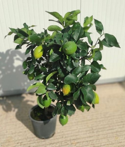 CITRUS LIME TIGE VERT