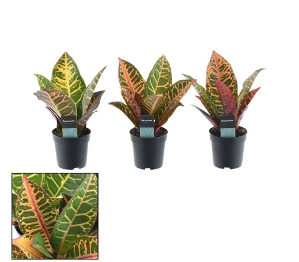 CODIAEUM VARIEG. PETRA