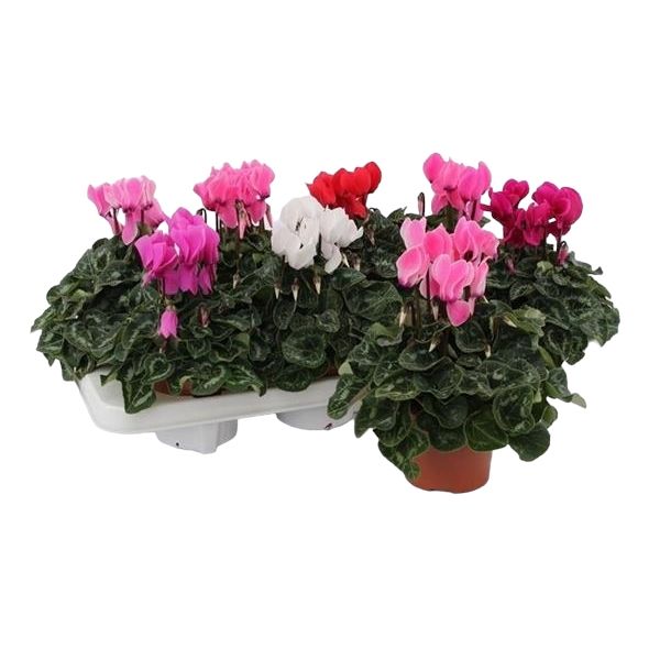 CYCLAMEN PERS. SUPER SERIE