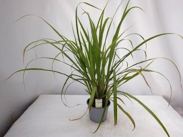 CYMBOPOGON / CITRONELLE