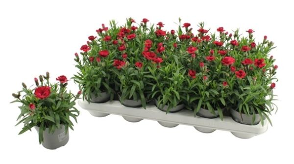 DIANTHUS OSCAR DARK RED