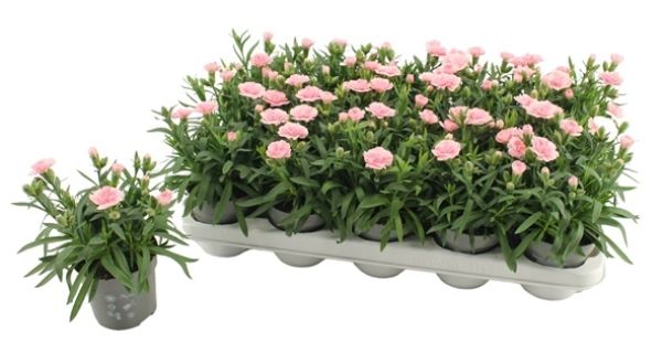 DIANTHUS OSCAR LIGHT PINK