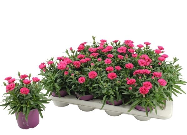 DIANTHUS OSCAR PURPLE