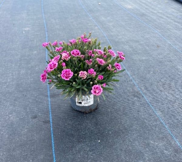 DIANTHUS PINK KISSES