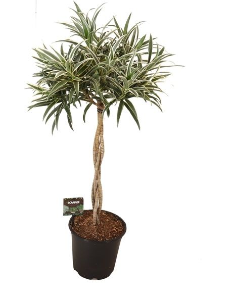 DRACAENA REFLEXA ANITA