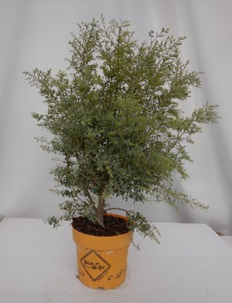 EUCALYPTUS FRANCE BLEU