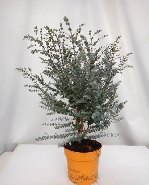 EUCALYPTUS GUNNII AZURA