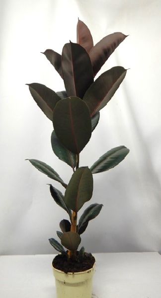 FICUS ABIDJAN