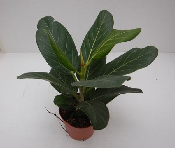 FICUS BENGHALENSIS