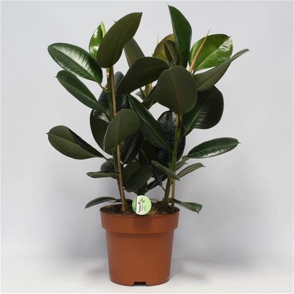 FICUS ELASTICA ROBUSTA