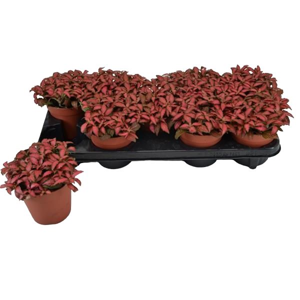 FITTONIA FOREST FLAME