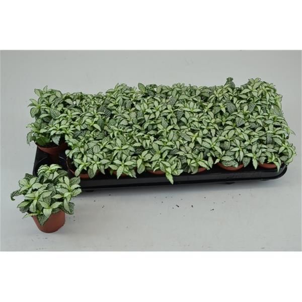 FITTONIA WHITE FORESTFLAME