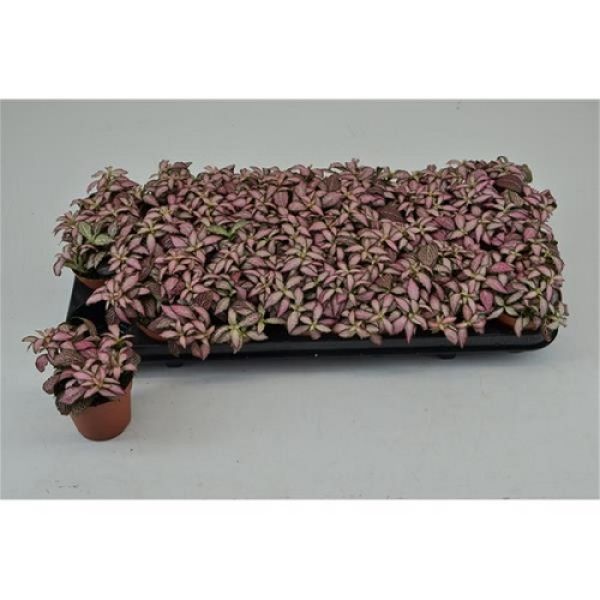 FITTONIA ZALM FOREST FLAME