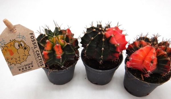 GYMNOCALICIUM MIHANOVICHI GLOW