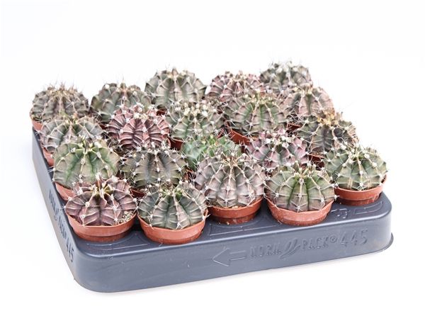 GYMNOCALYCIUM MIHANOVICHI