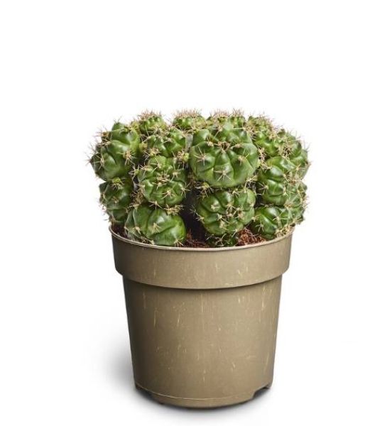 GYMNOCALYCIUM MIHANOVICHI 