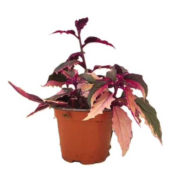 GYNURA AURANTICA VAR. -S