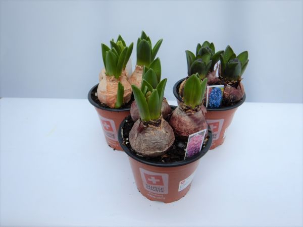 HYACINTHUS WHITE PEARL