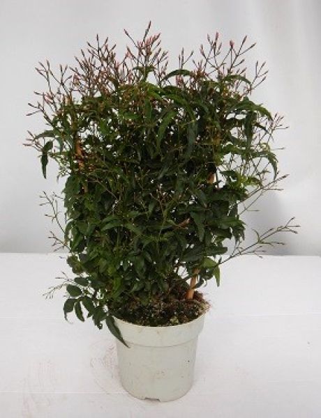 JASMINUM POLYANTHUM ESPALIER