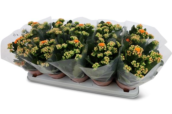 KALANCHOE CALANDIVA