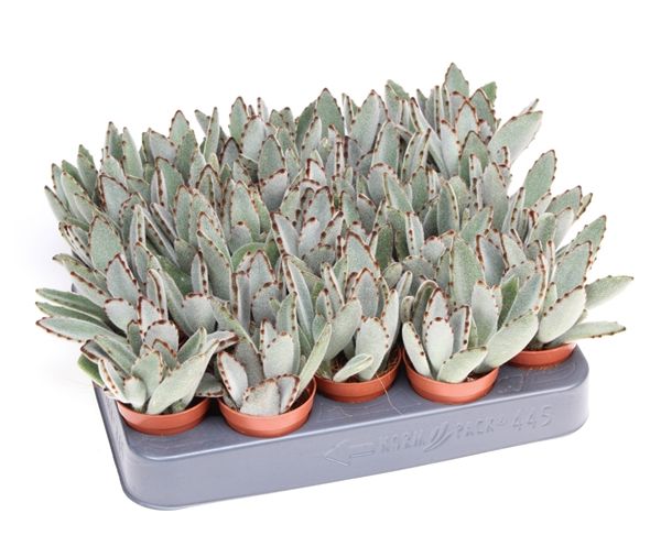 KALANCHOE TOMENTOSA