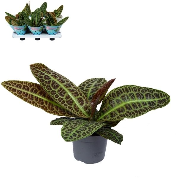 LABISIA OBTUSIFOLIA KURA KURA -S