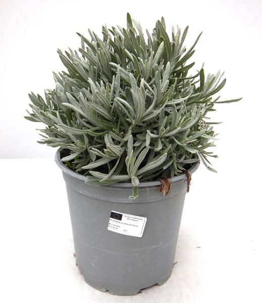 LAVANDULA ANGUSTIFOLIA