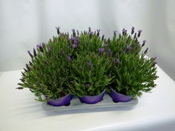 LAVANDULA STOECHAS