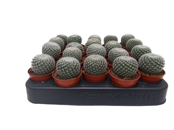 MAMMILLARIA KLISSINGIANA