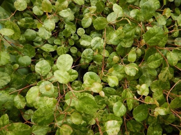 MUEHLENBECKIA AXILLARIS