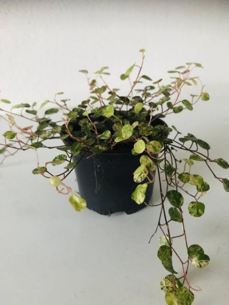 MUEHLENBECKIA PINK CAMOUFLAGE