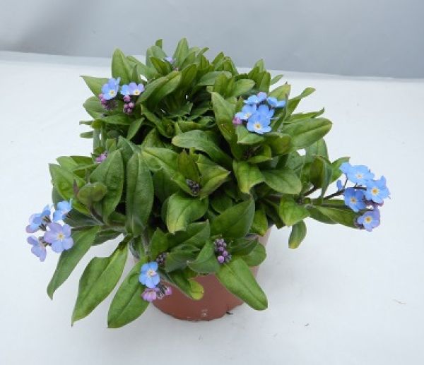 MYOSOTIS MYOMARK