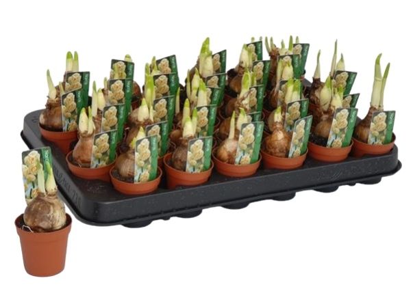 NARCISSUS BRIDAL CROWN