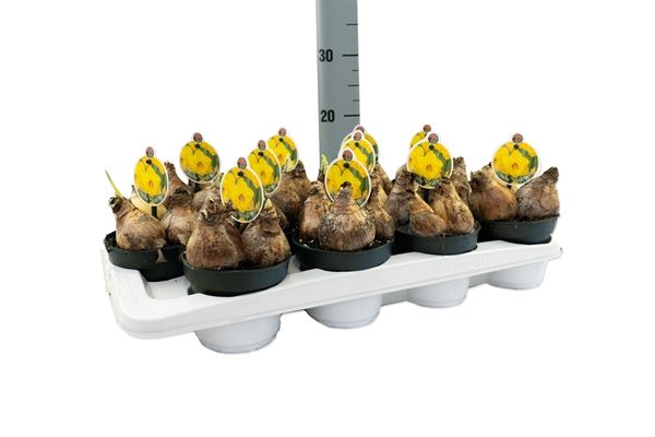 NARCISSUS GOLD MEDAL