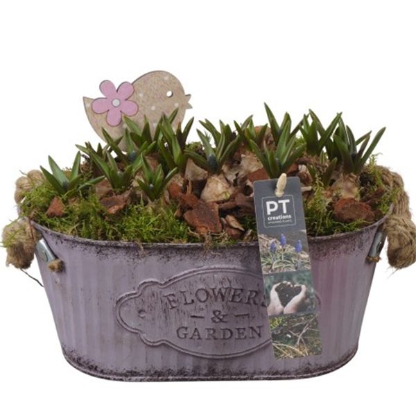 O-MUSCARI - ZINC- 6162